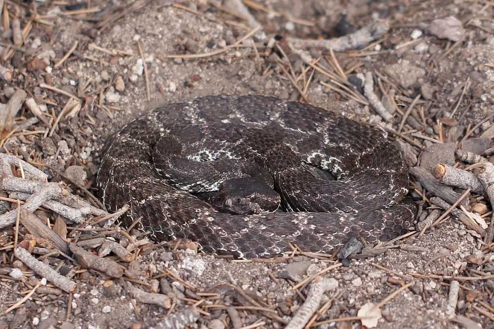 Southern Pacific Rattlesnake 