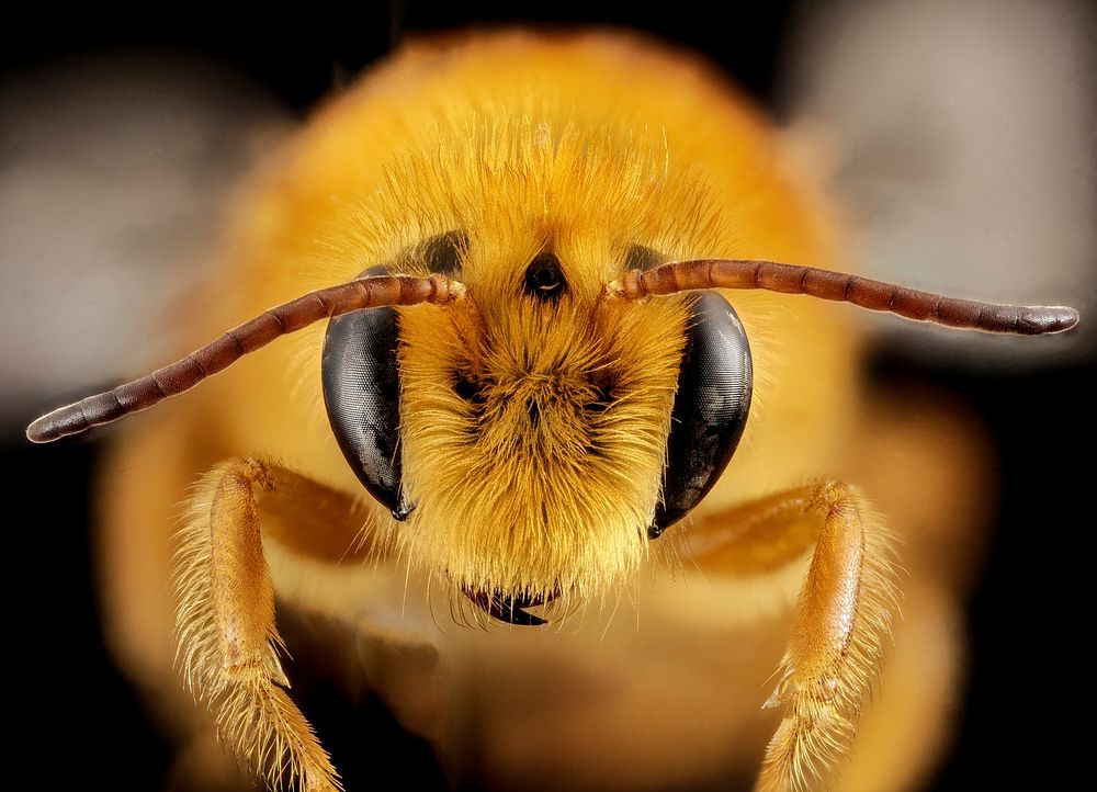 Paracolletes bee, male, Australia, face shot.