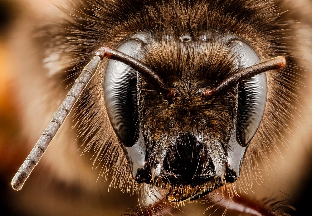 Orange bumblebee, Bombus eximias, headshot.