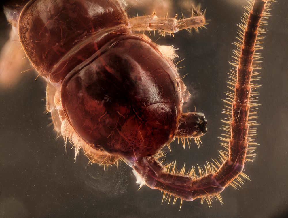 Centipede, closeup shot.