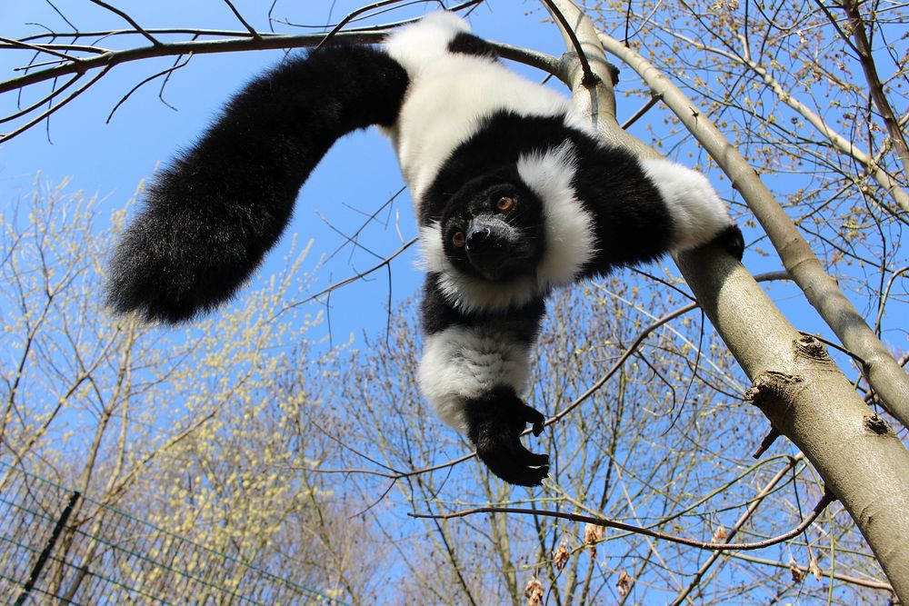 Lemur on tree, original public domain image from Flickr