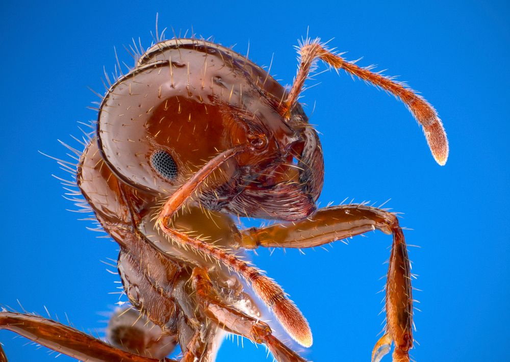 Fire ant worker, Solenopsis invicta. Original public domain image from Flickr 