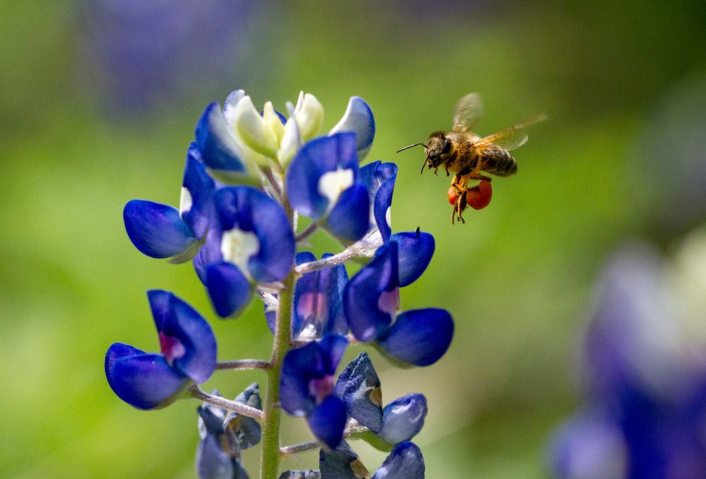 Honey bee visits Texas bluebonnet. Original public domain image from Flickr