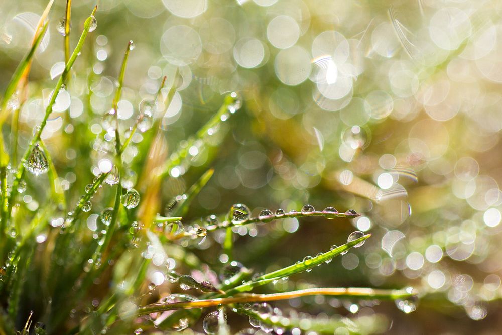 Water droplets on grass