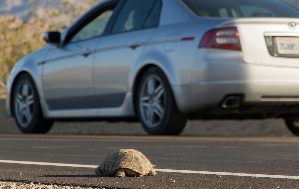 Desert tortoise crossing roadway