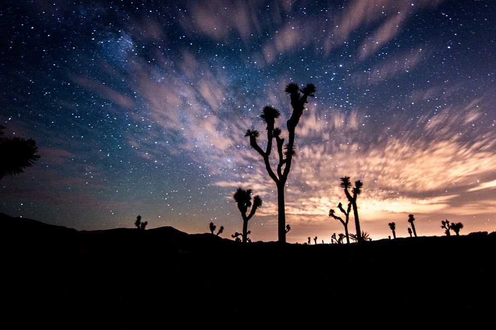 Aesthetic night sky, silhouette tree