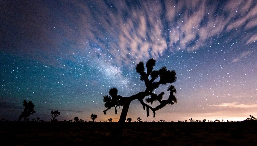 Aesthetic night sky, silhouette tree