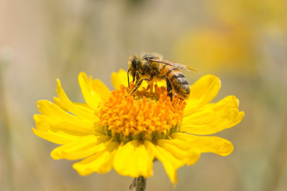 Honeybee pollenating brittlebush