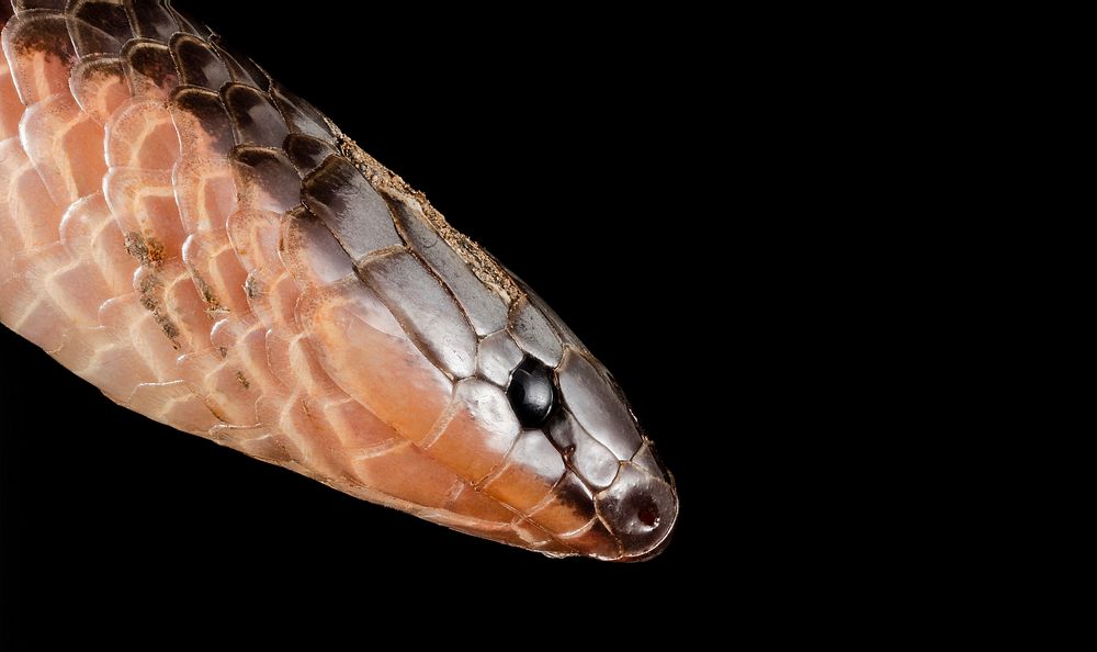 Eastern worm snake, closeup shot