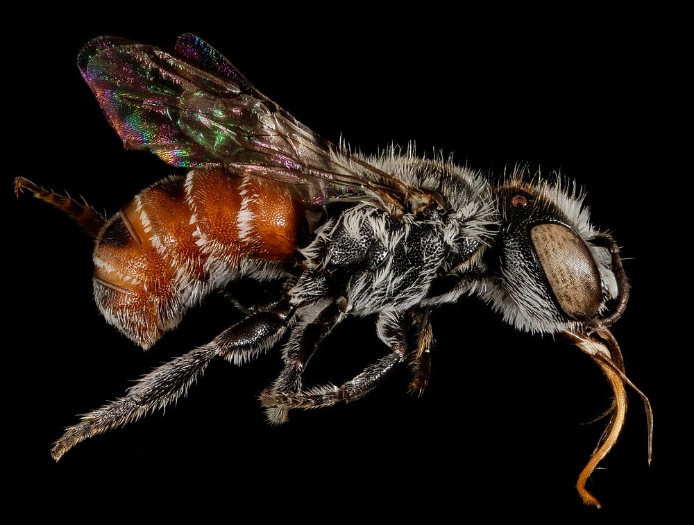 Ashmeadiella xenomastax bee, closeup insect.