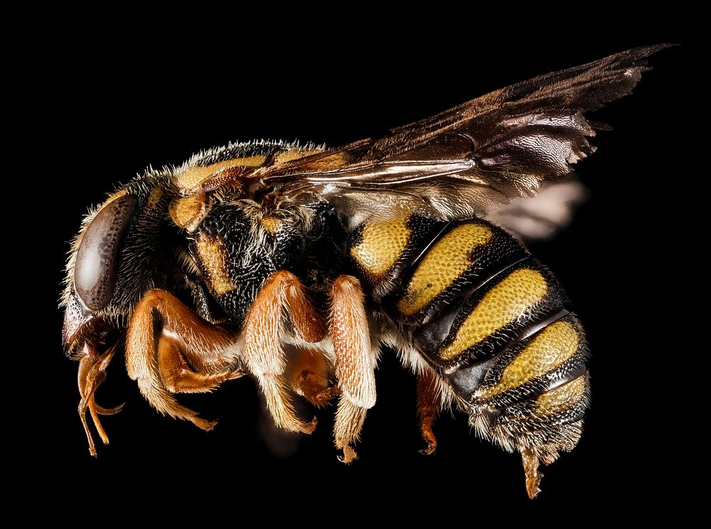 Stelis australis bee, insect photography.