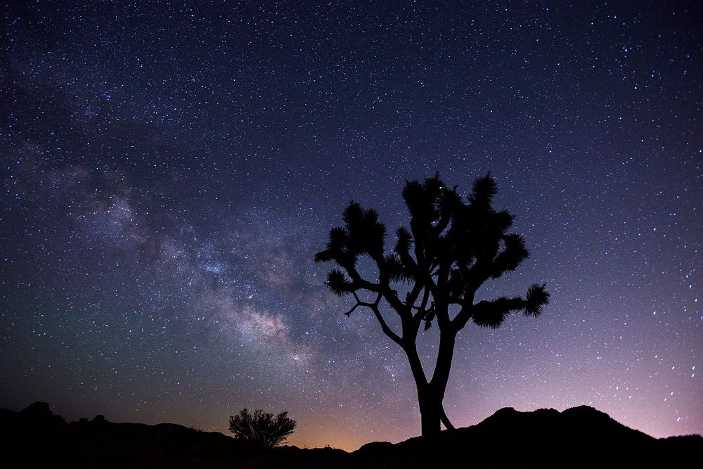Aesthetic night sky, silhouette tree