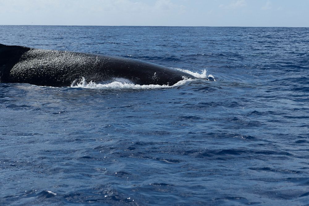 Humpback whale, Rarotonga. Original public domain image from Flickr
