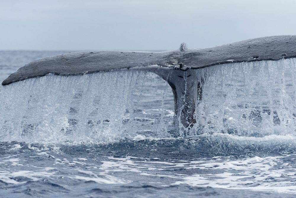 Humpback whale, tail flip. Original public domain image from Flickr