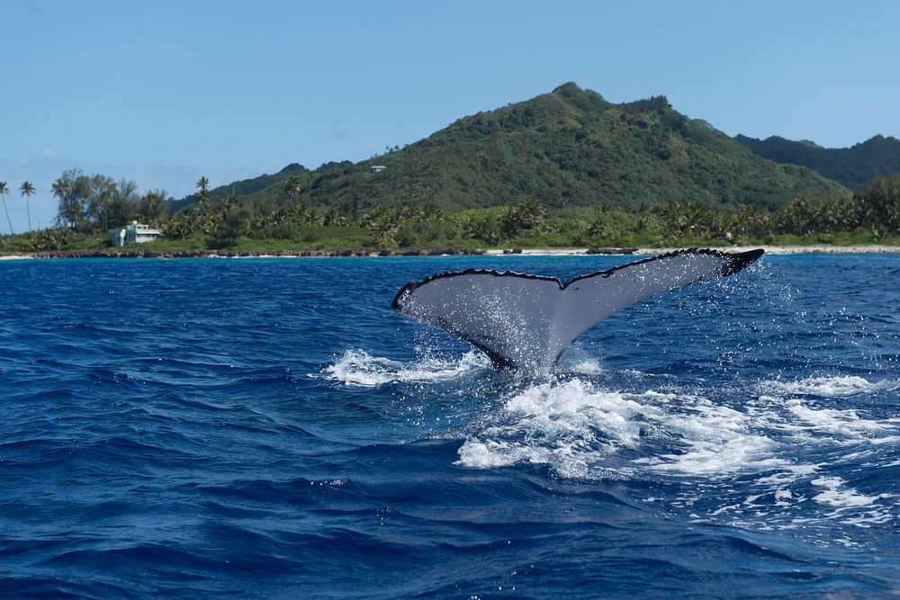 Humpback whale, flipping tail. Original public domain image from Flickr