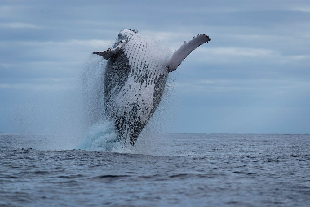 Humpback whale jumping, marine life. Original public domain image from Flickr
