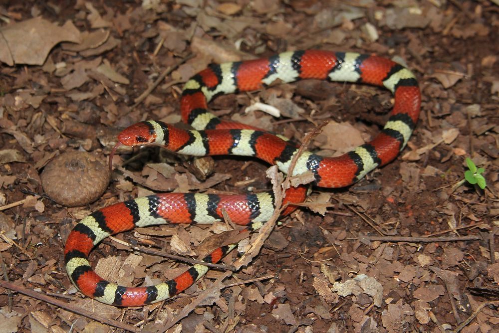 Scarlet Kingsnake at Land Between The LakesThe Scarlet Kingsnake is a nonvenomous snake that mimics the venomous Eastern…