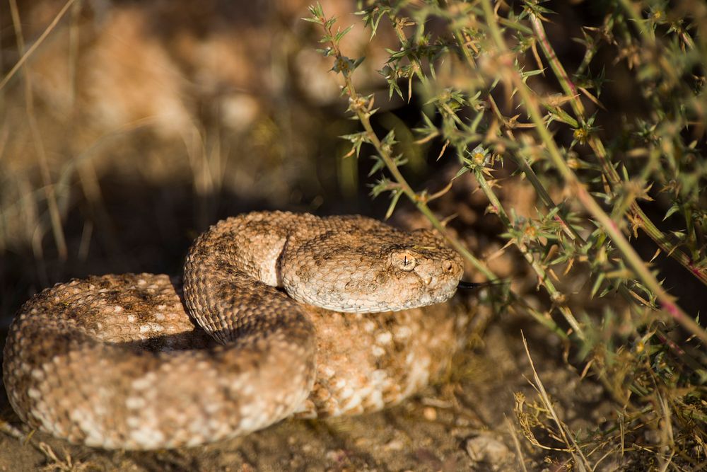 Speckled Rattlesnake