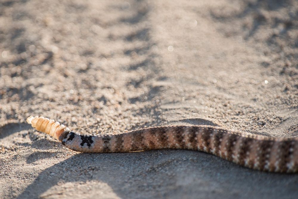 Speckled Rattlesnake