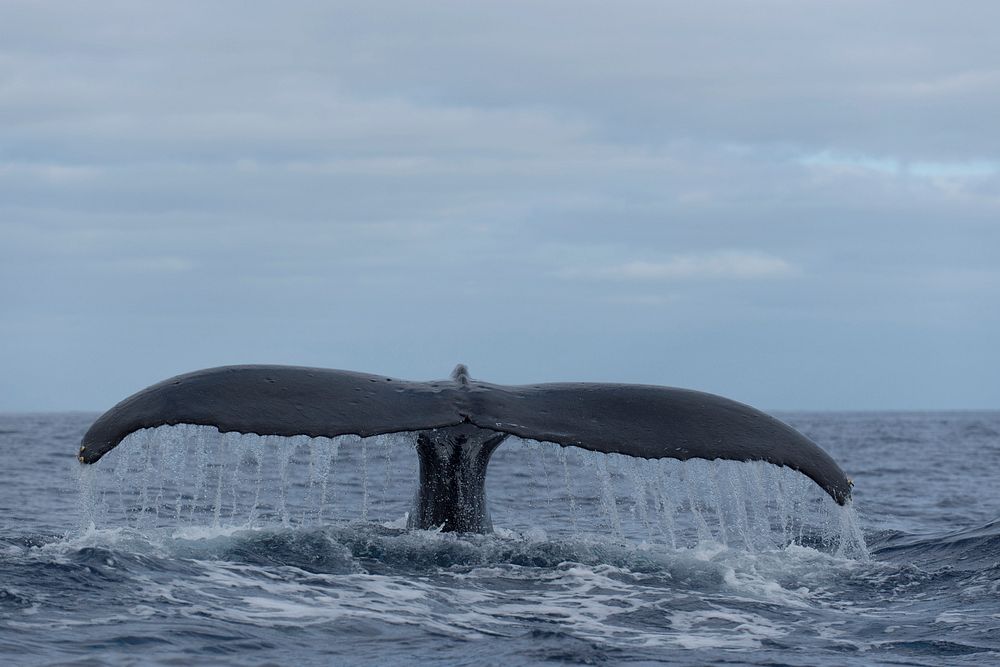 Humpback whale, flipping tail. Original public domain image from Flickr