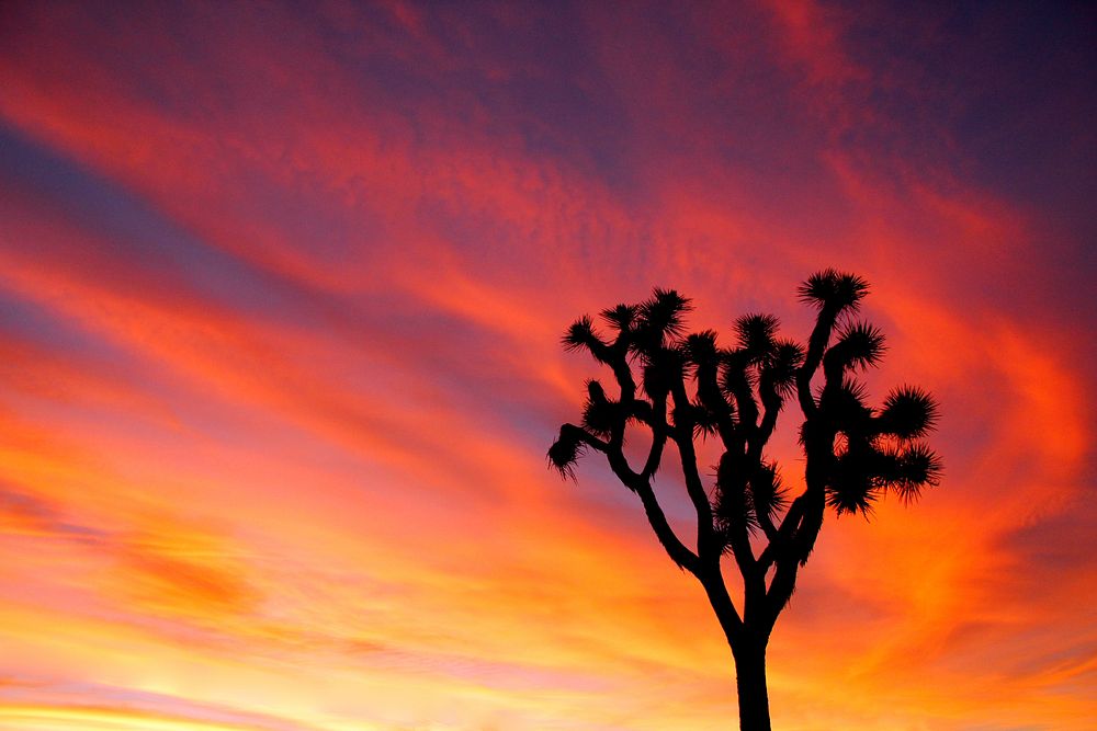 Silhouette  tree and colorful sunset