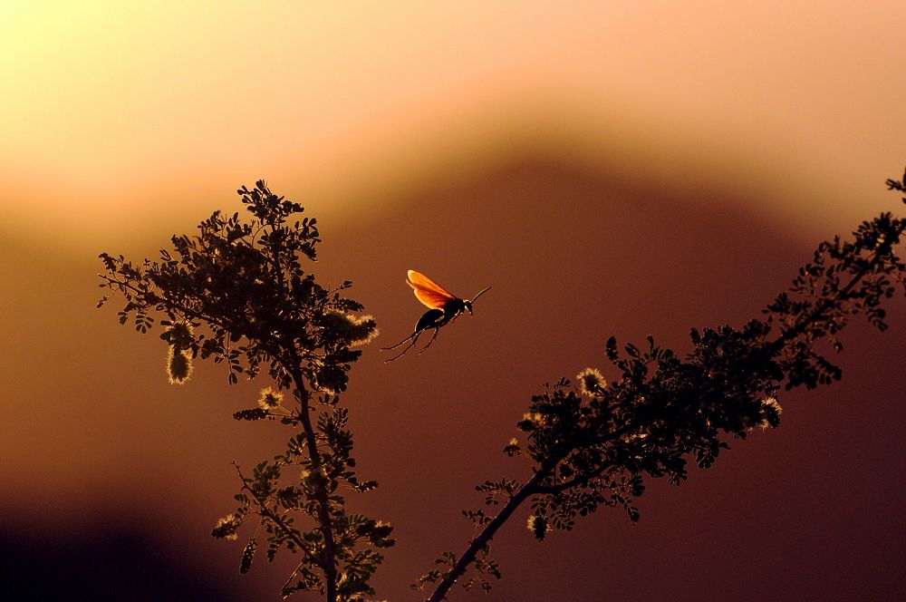 Tarantula Hawk on creosote