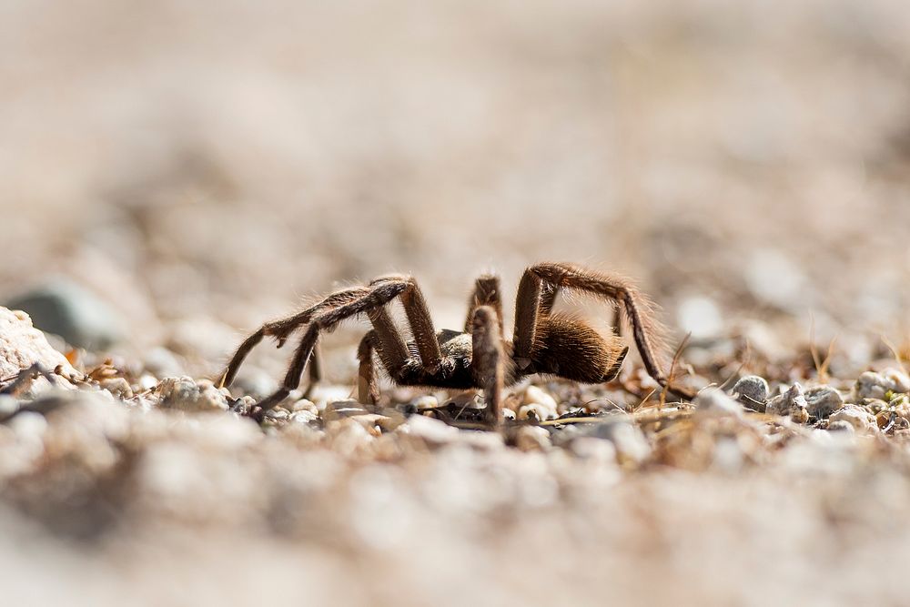 Tarantula spider