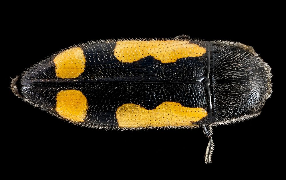 Beetle, macro insect photography.