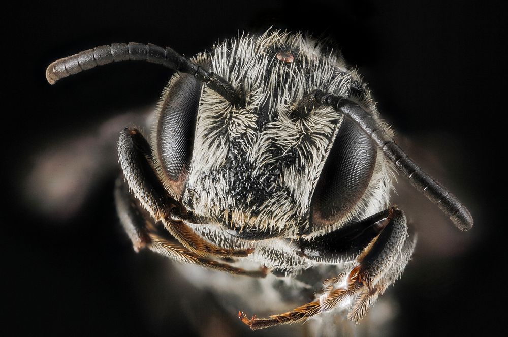 Modesta, male, face shot.