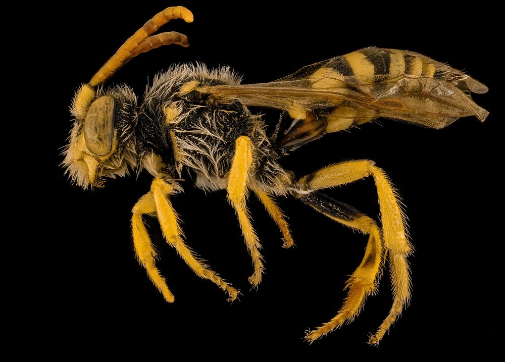 Nomada annulata bee, side view.