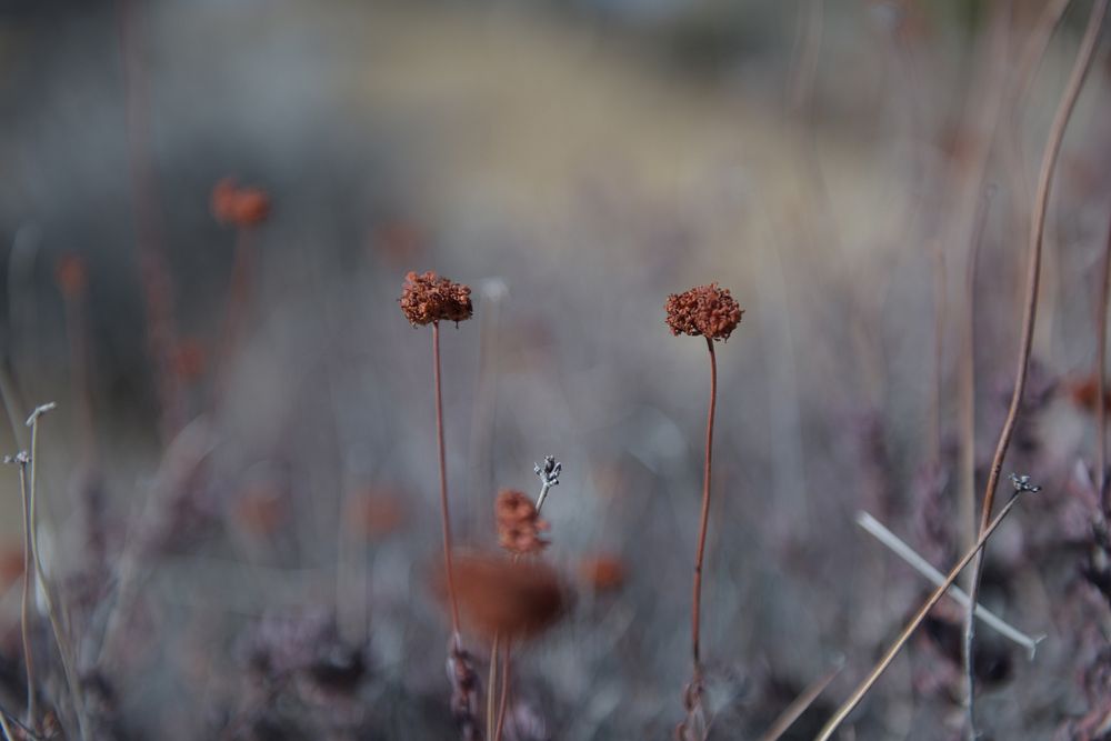 Dried flower