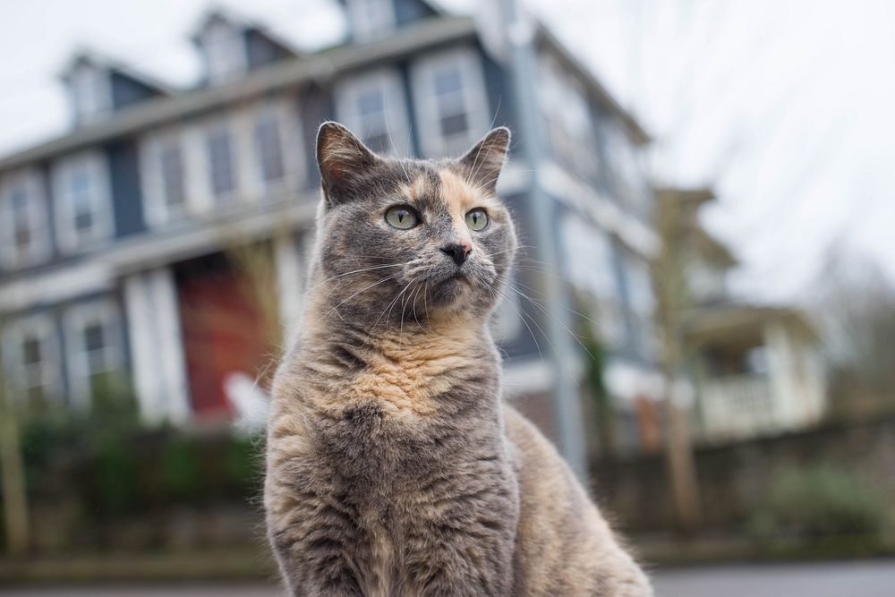 Tortoiseshell cat, pet portrait. Original public domain image from Flickr