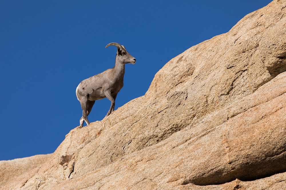 Bighorn Sheep