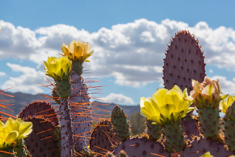 Dollarjoint Prickly Pear cactus flower