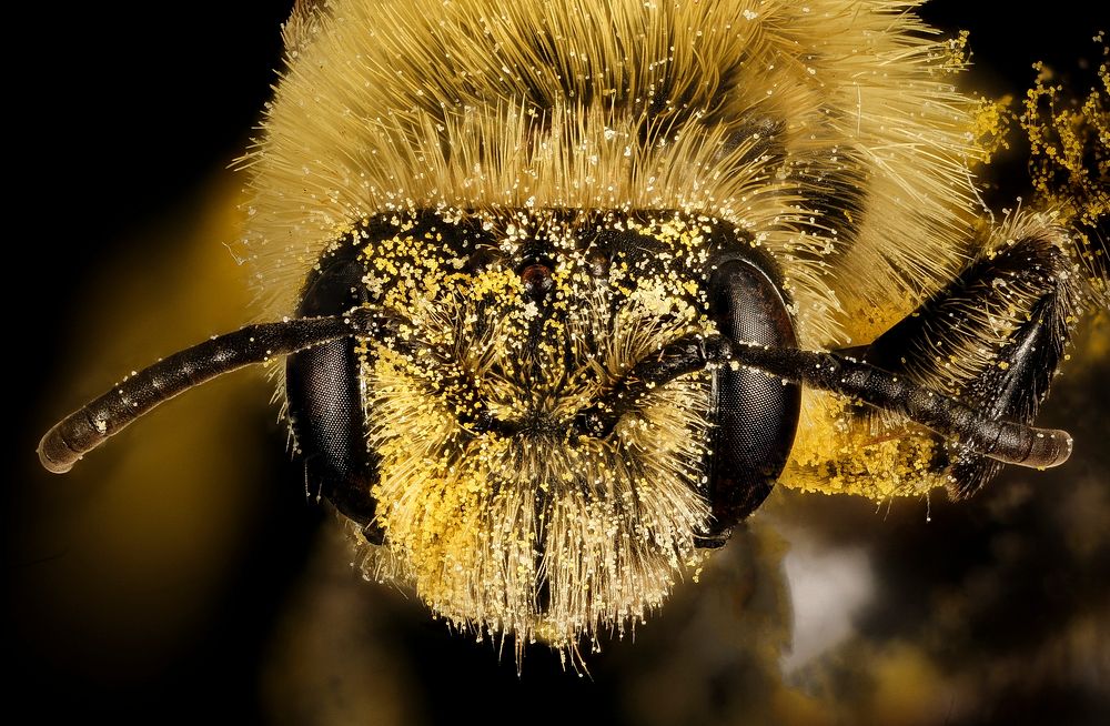 Yellow bee face with pollen.