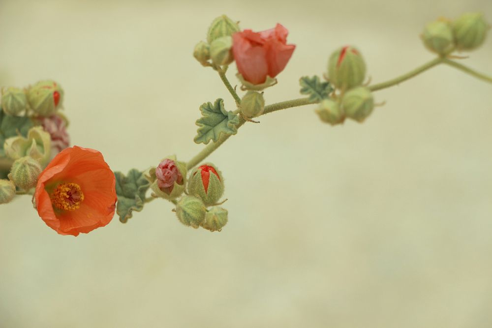 Desert Globemallow flower background