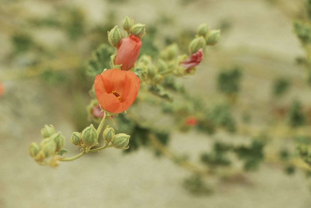 Desert Globemallow flower background