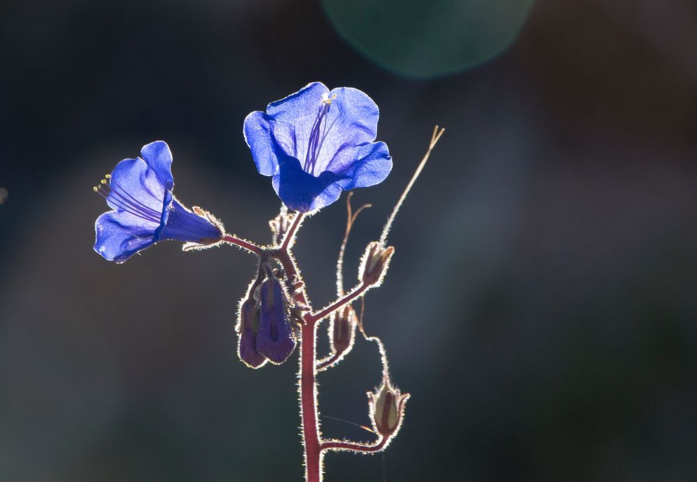 California bluebells flower background
