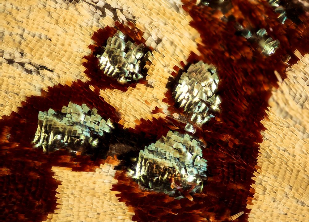 Black-bellied Anteros butterfly wing, extreme macro photography.