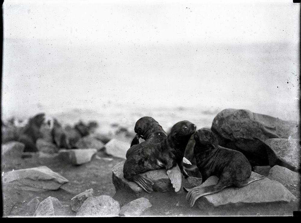 Fur Seal Pups. Original public domain image from Flickr