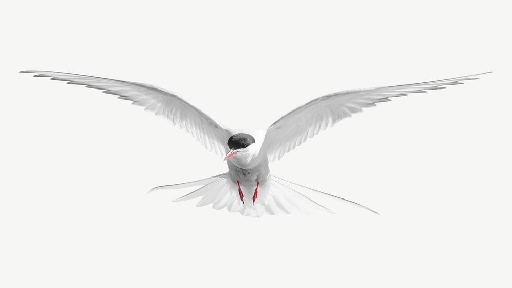 Arctic tern bird collage element psd