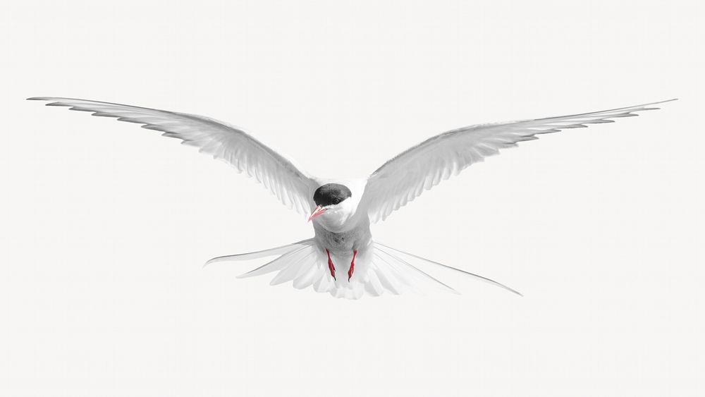 Arctic tern bird isolated design