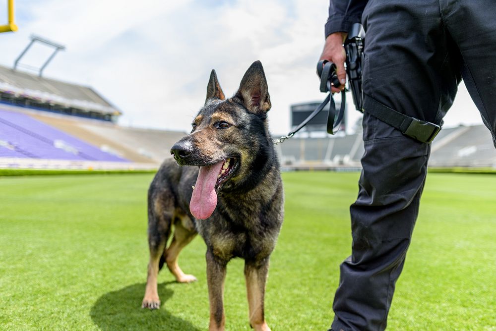 German Shepherd dog