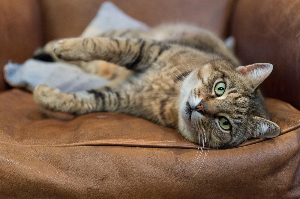 Tabby cat, cute pet. Original public domain image from Flickr