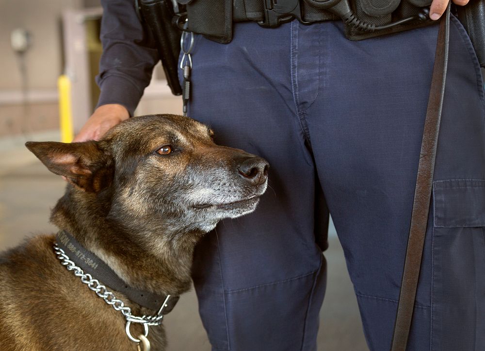 A U.S. Customs and Border Protection officer strokes the head of his canine companion while working at the Otay Mesa…