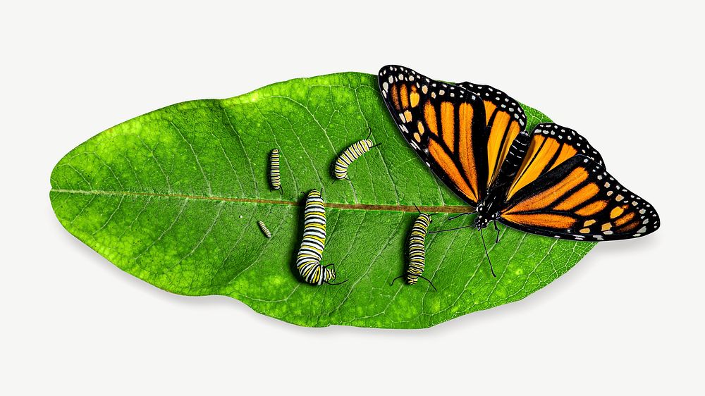 Monarch butterfly collage element Free PSD rawpixel