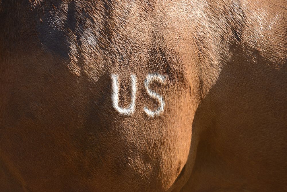 Cavalry Competition. U.S.