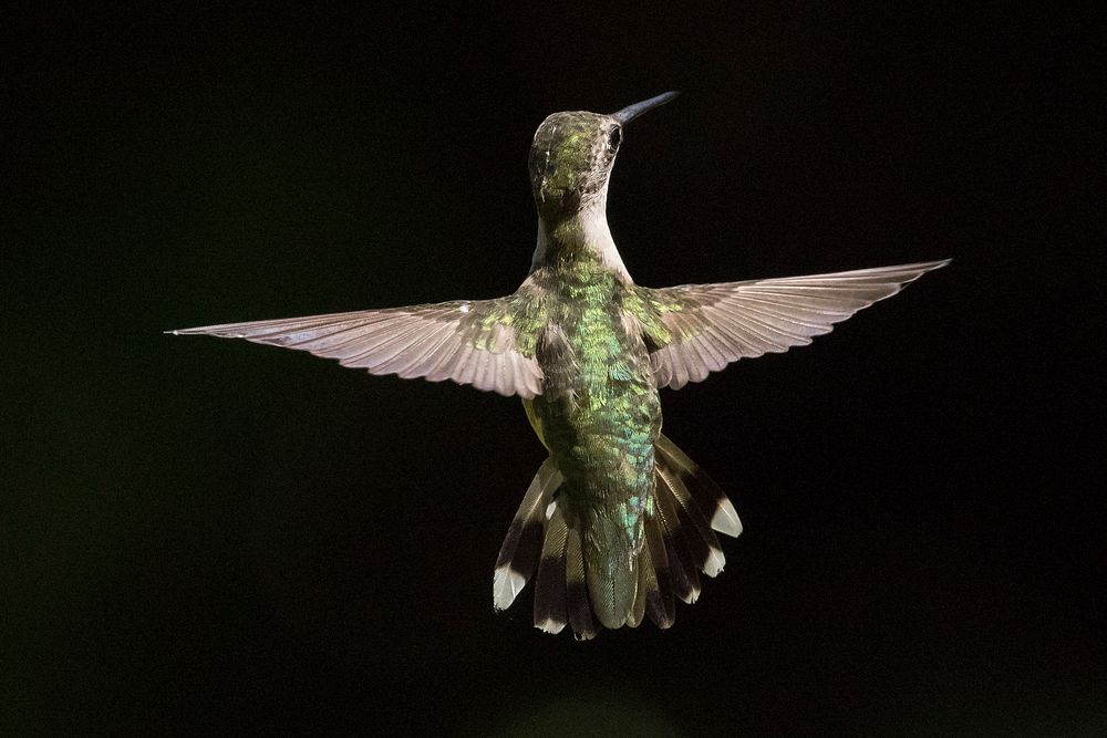 Hummingbird flying.