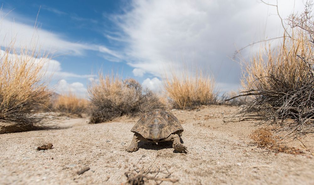 Desert tortoise