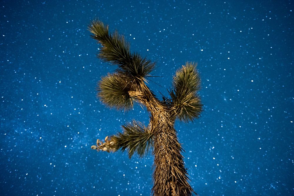 Stars and Milky Way above Joshua tree